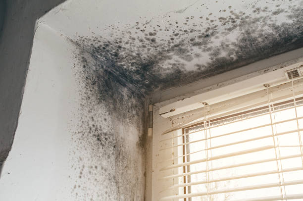 Affordable Attic Mold Removal solutions in Fairview, NY